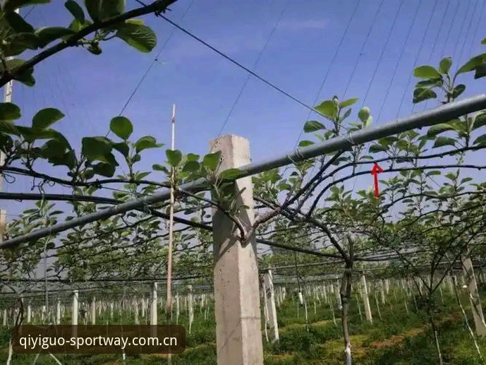 奇异果体育网页入口赛程数据 资深用户的奇异果体育赛程数据实战心得——从跟球到决策的3步突围